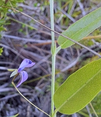 Psoralea plauta