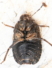 Sciocoris
