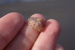 Calyptraea conica