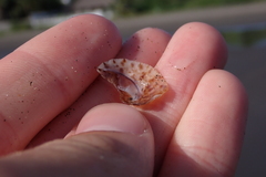 Calyptraea conica