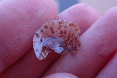 Calyptraea conica