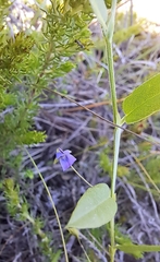 Psoralea plauta