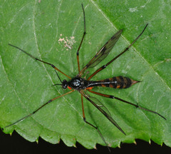 Ptychoptera contaminata
