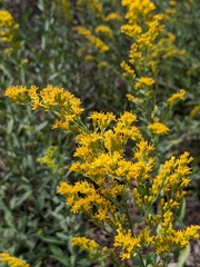 Solidago velutina