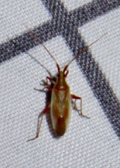 Mirinae