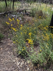 Solidago velutina