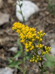 Solidago velutina