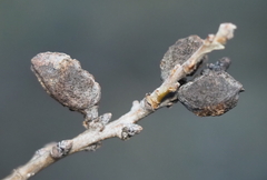 Neuroterus quercicola