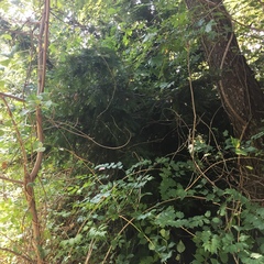 Taxus cuspidata