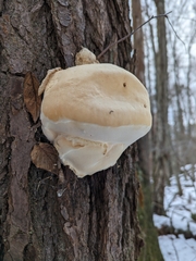Fomitopsis betulina