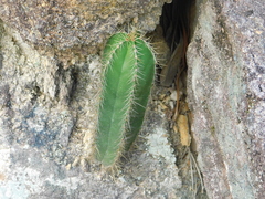 Isolatocereus dumortieri