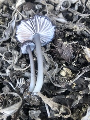 Cyanula