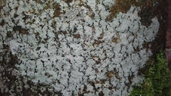 Lecanora carpinea