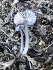 Cyanula