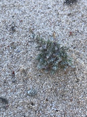 Atriplex leucophylla