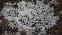 Lecanora carpinea