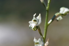 Chloraea galeata