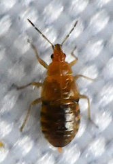 Anthocoridae