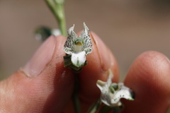 Chloraea galeata