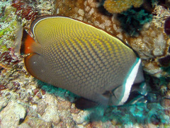Chaetodon collare