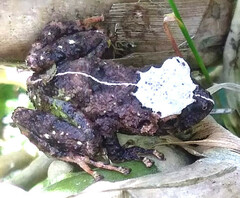 Pristimantis lutitus