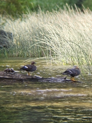 Tachyeres patachonicus