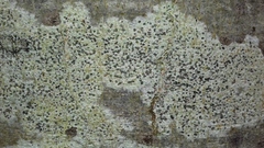 Naetrocymbe punctiformis