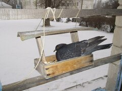 Columba livia domestica