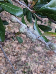 Callirhytis quercusbatatoides