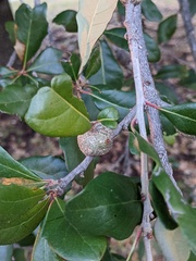Callirhytis quercusbatatoides