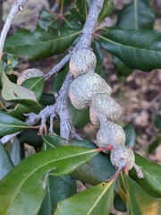 Callirhytis quercusbatatoides