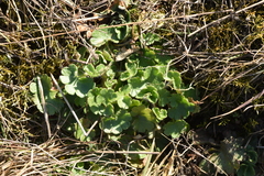 Saxifraga granulata