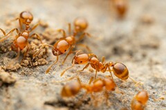 Solenopsis aurea