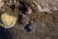 Stramonita biserialis