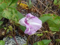 Calystegia sepium roseata