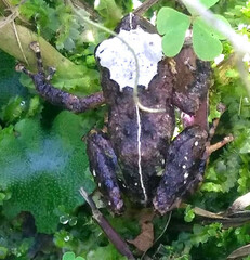 Pristimantis lutitus