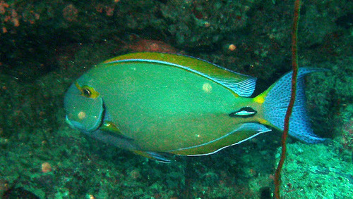 Eyestripe Surgeonfish — seen at this dive site