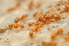 Solenopsis aurea