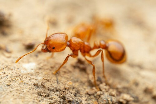Golden Fire Ant photo 2