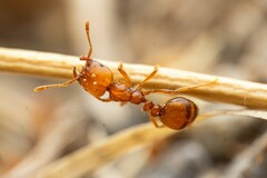 Solenopsis aurea