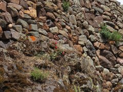 Lobivia hertrichiana