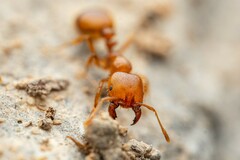 Solenopsis aurea