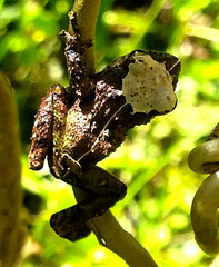 Pristimantis lutitus