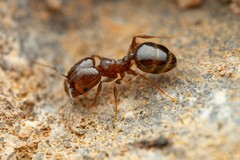 Pheidole sciophila
