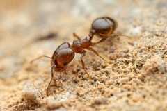 Pheidole sciophila