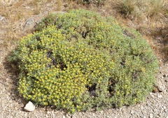 Azorella prolifera