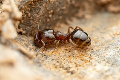 Pheidole sciophila