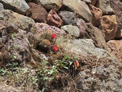 Lobivia hertrichiana