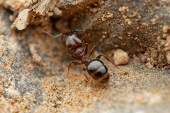 Pheidole sciophila