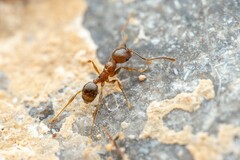 Pheidole sciophila